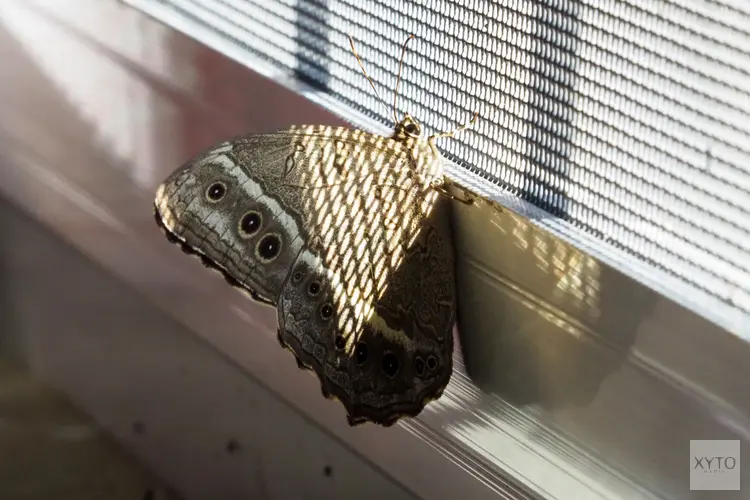Ontdek de mogelijkheden voor raamhorren voor het dakraam