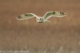 Expositie van Natuur Fotografieclub Objectief in Bibliotheek Heerhugowaard