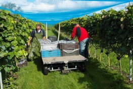 De wijnoogst is bijna binnen bij De Koen