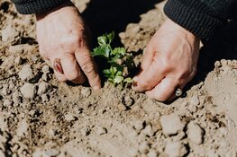 Waarom groene beplanting onmisbaar is voor ons klimaat