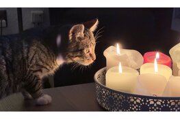 Smartphonefotografie in Noord-Holland