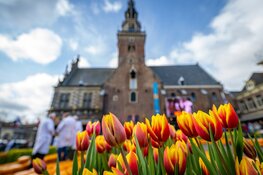 20.000 tulpen en 30.000 kilo kaas – De Alkmaarse Tulpenkaasmarkt is een bijzondere!