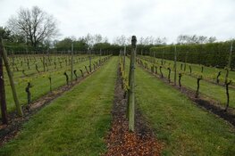 High Wine weer van start bij Wijndomein De Koen