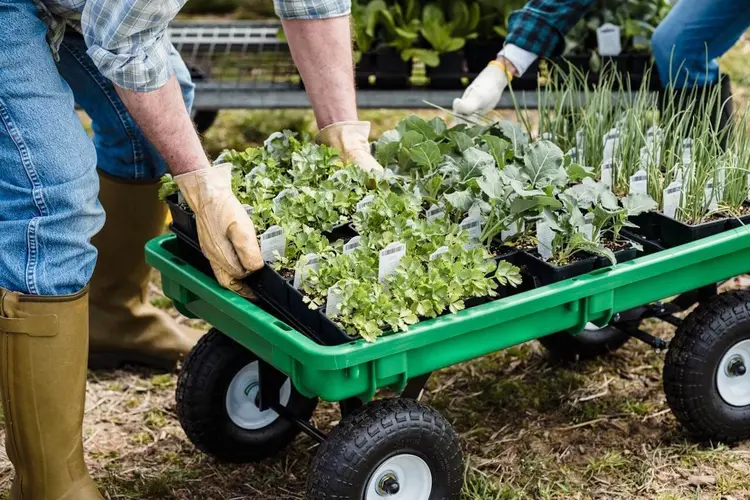 Ontdek de groeiende voordelen van werken in het groen