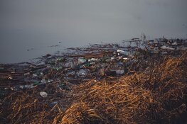 Katoenen tassen zijn beter voor het milieu dan plastic