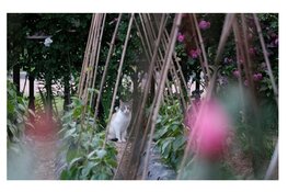 Wat je kunt doen tegen onverwacht dierlijk bezoek in de buurt