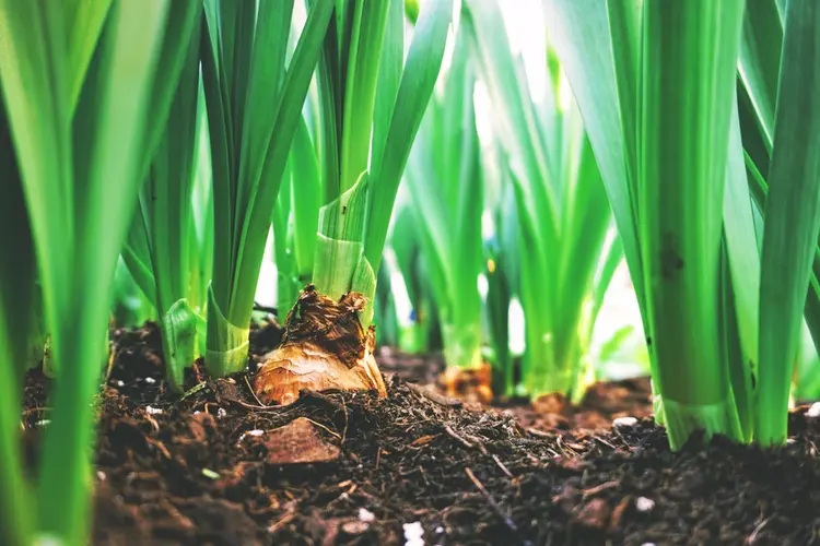 Bloembollen zorgen voor kleur in je tuin; plant ze in het najaar, geniet in het voorjaar