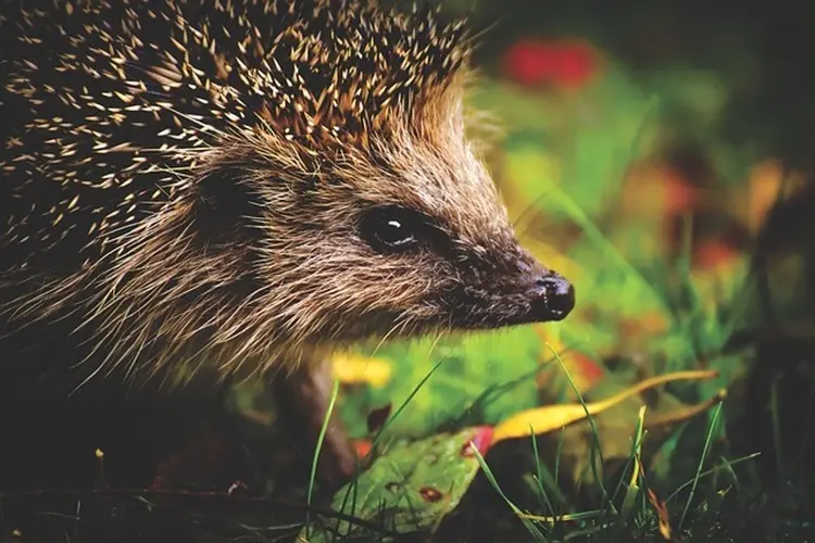 Hoe inwoners omgaan met het weren en vangen van kleine dieren
