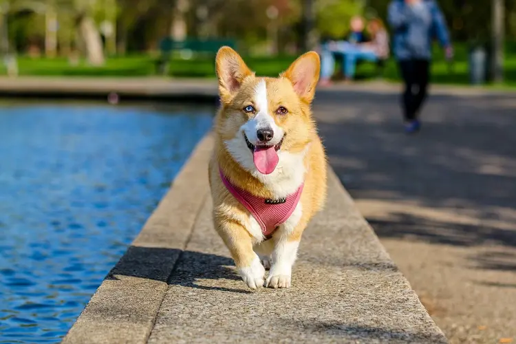 Waarom hondvriendelijke parken belangrijk zijn voor de buurt