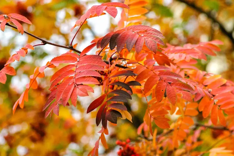 Oktober is de maand om je tuin op het voorjaar voor te bereiden