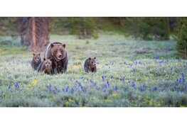 Ontdek Noord-Amerika op de USA & Canada Reisbeurs 2025!