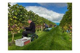 De laatste loodjes: Druivenoogst loopt op zijn einde bij Wijndomein De Koen
