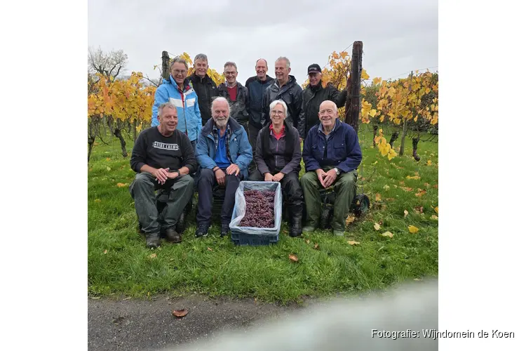 Laatste druiven zijn geplukt bij Wijndomein de Koen