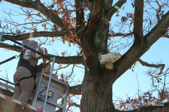 Brandweer wordt ingezet tijdens kerst voor kat in de boom in Heerhugowaard