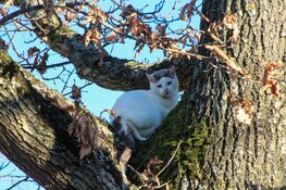 Brandweer wordt ingezet tijdens kerst voor kat in de boom in Heerhugowaard