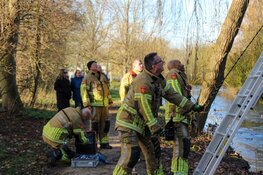 Kraai gewond na verstrikking in visdraad Heerhugowaard. Brandweer schiet te hulp