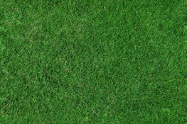 Wanneer graszoden leggen voor het beste resultaat