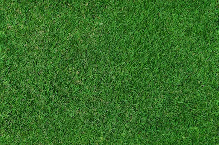 Wanneer graszoden leggen voor het beste resultaat