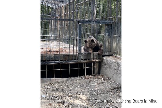 Bears in Mind start crowdfunding voor redding bruine beren Cindy en Felipe uit Azerbeidzjan