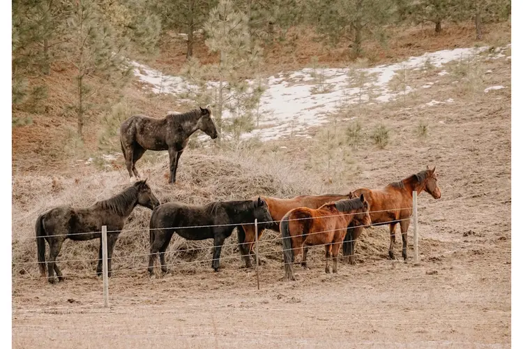 Paarden veilig afrasteren: de basis voor een betrouwbare omheining