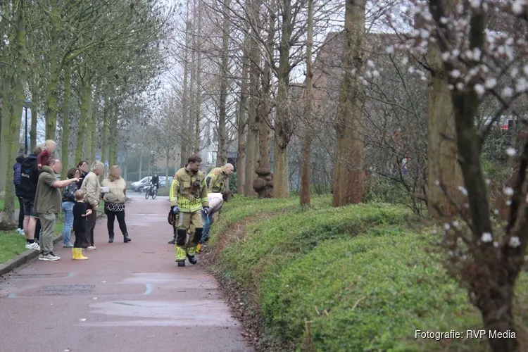 Brandweer start zoekactie naar vermiste kat in bosjes