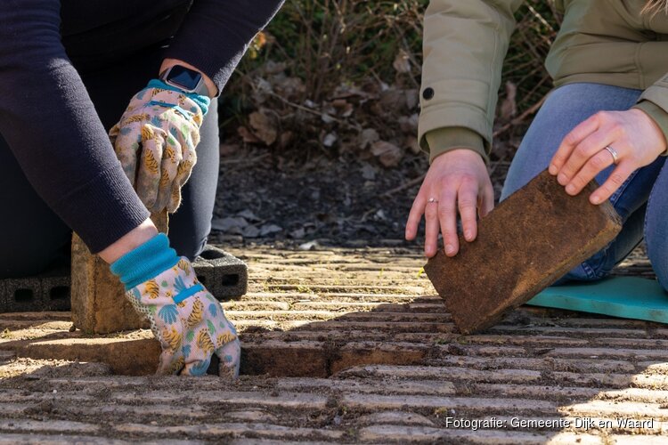 Dijk en Waard doet opnieuw mee met NK Tegelwippen