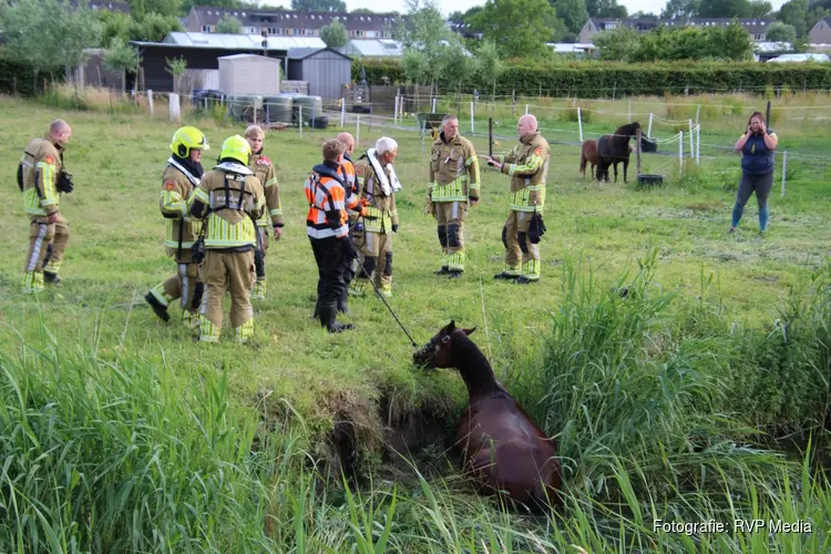 Paard komt op eigen kracht uit sloot nadat brandweer reddingsactie op touw zet