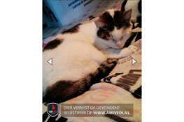 Poes Maria na tien jaar vermissing herenigd met baasje