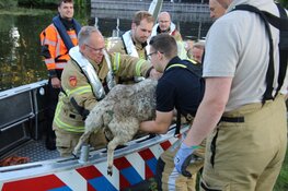 Brandweer haalt verkleumd schaap van eiland in Oosterdel