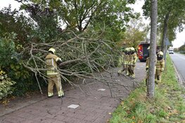 Boom valt om door storm op de Jan Glijnisweg in Heerhugowaard