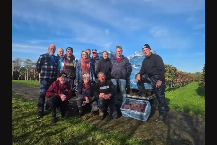 De oogst is binnen bij Wijndomein De Koen